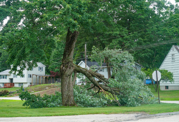 Best Utility Line Clearance  in USA